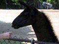 2002-xx-Llama