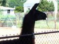 2002-xx-Llama2