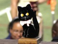 2008-07-19-cat